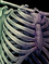 Bone3.png