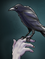 Ravenblackhand.png